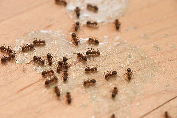 Best Pest Inspection Near Me  in Rancho Santa Margarita, CA