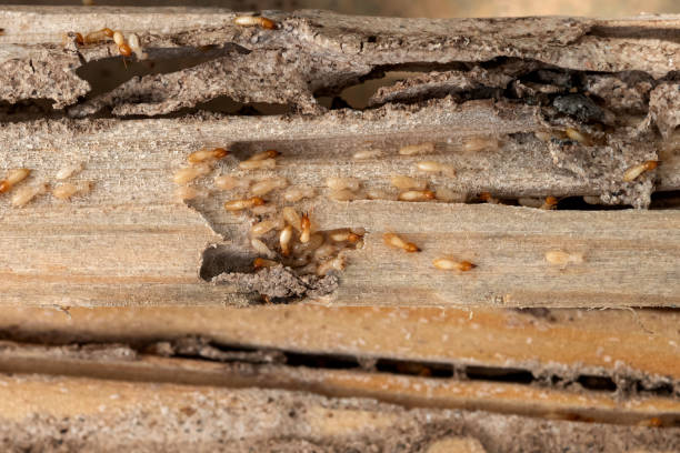 Best Commercial Pest Control Services  in Rancho Santa Margarita, CA
