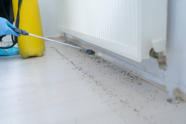 Best Termite Control Services  in Rancho Santa Margarita, CA
