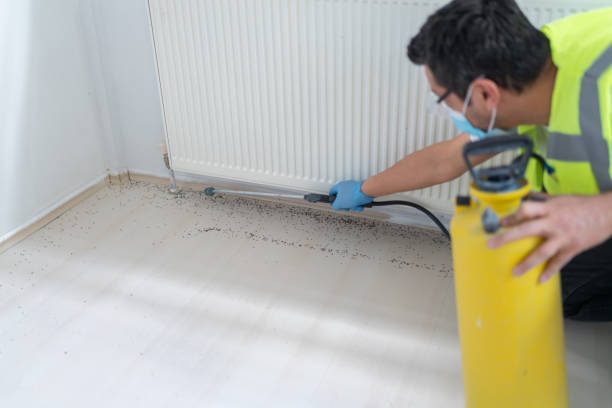 Best Pest Control Near Me in Rancho Santa Margarita, CA