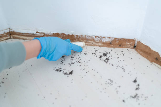 Best Pest Control Near Me in Rancho Santa Margarita, CA